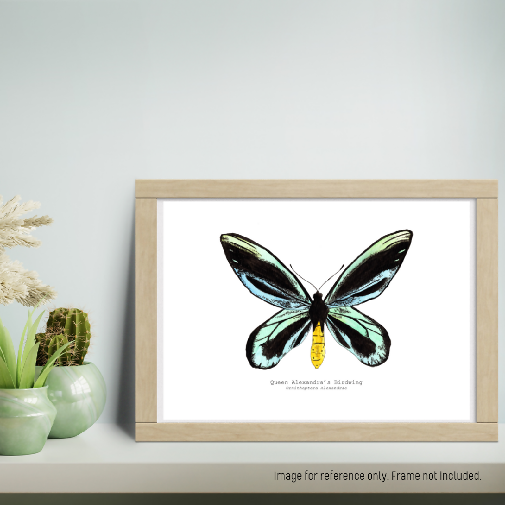 the fauna series - queen alexandras birdwing butterfly