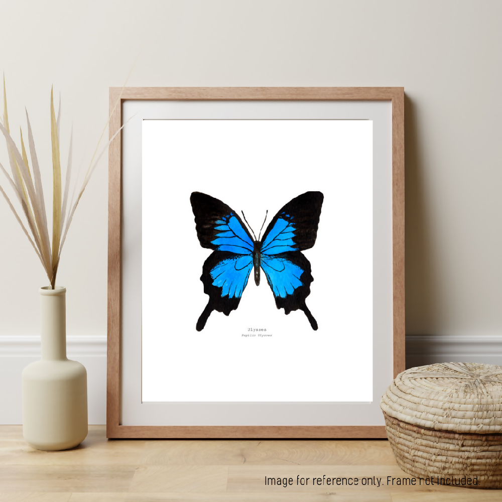 the fauna series - ulysses butterfly