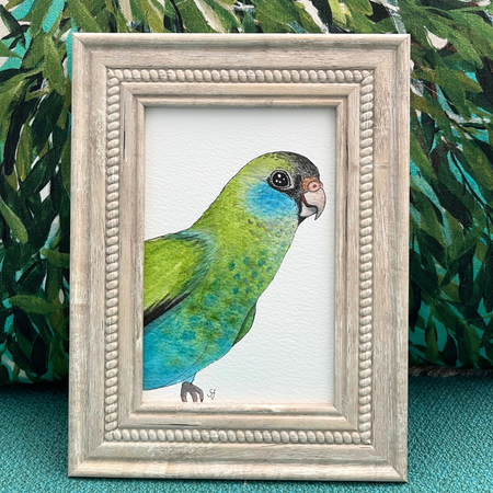 Original watercolour art - hooded parrot