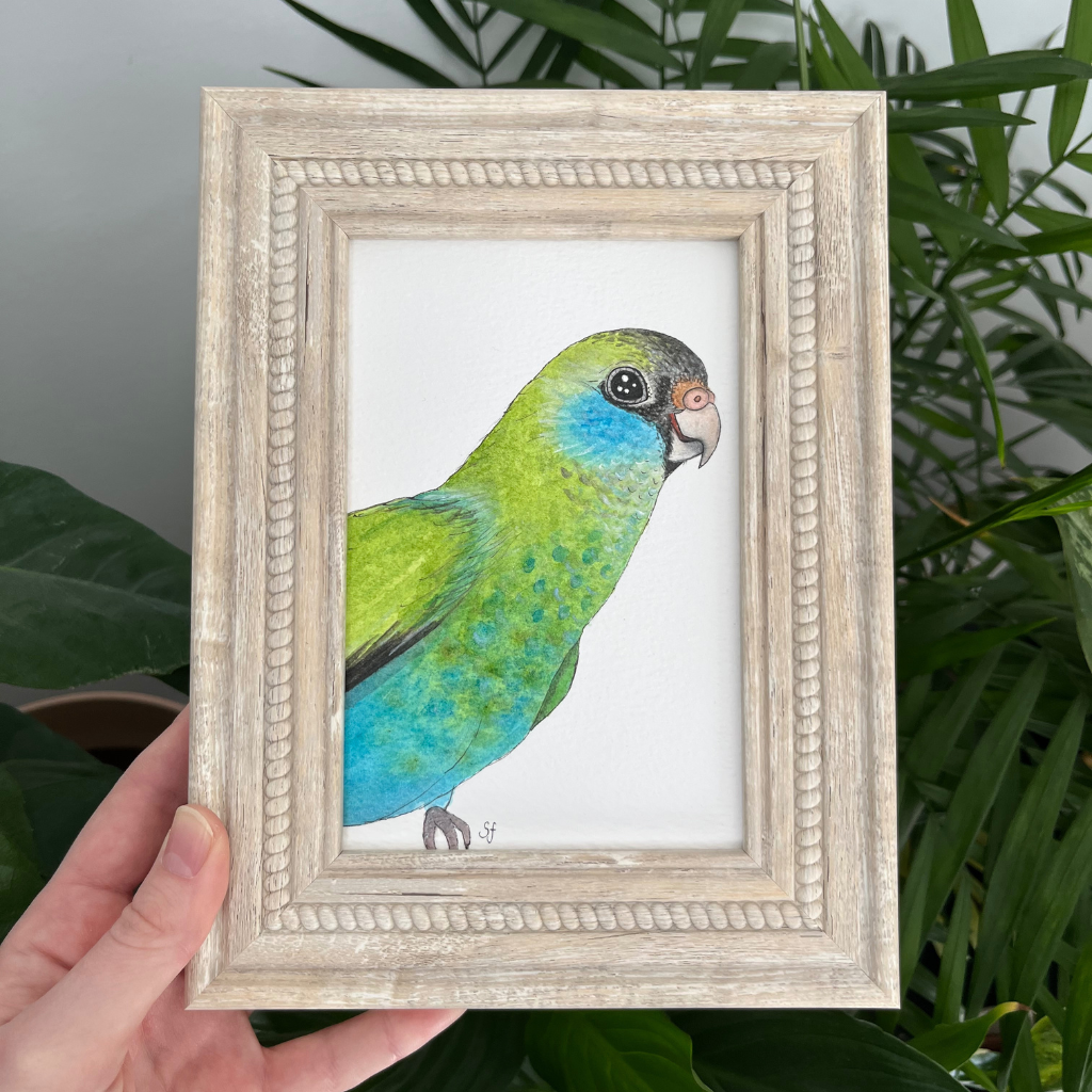 Original watercolour art - hooded parrot