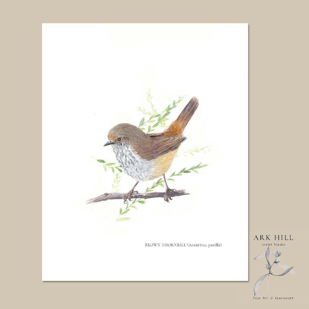 Brown Thornbill TEMPLATE