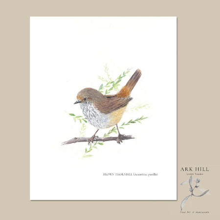 Brown Thornbill (Acanthiza pusilla) - Australian Tiny Birds Series