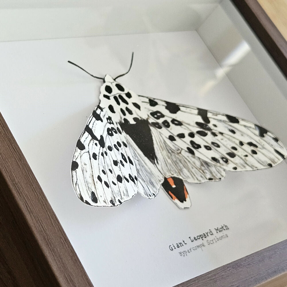 Faux Taxidermy Shadow Box Art - 'Giant Leopard Moth'