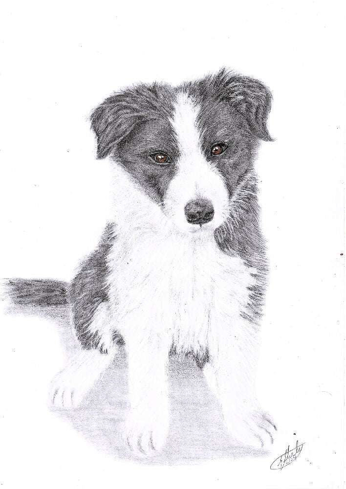 Graphite Pet Portrait A5