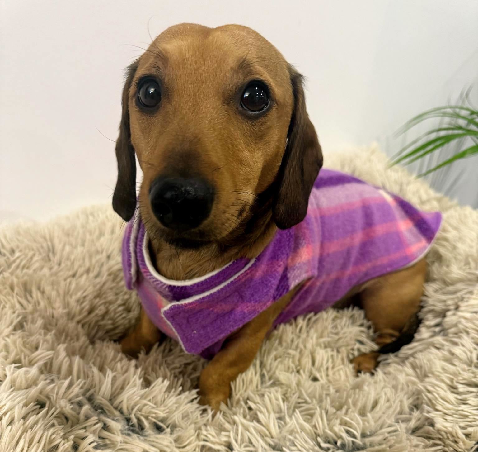 Upcycled woollen dachshund dog, puppy warm coats/jackets