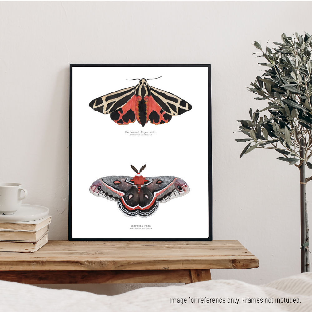 the fauna series - warm hued moth duo