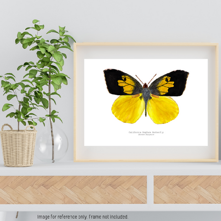 Watercolour Art Print - The Fauna Series - 'California Dogface Butterfly'