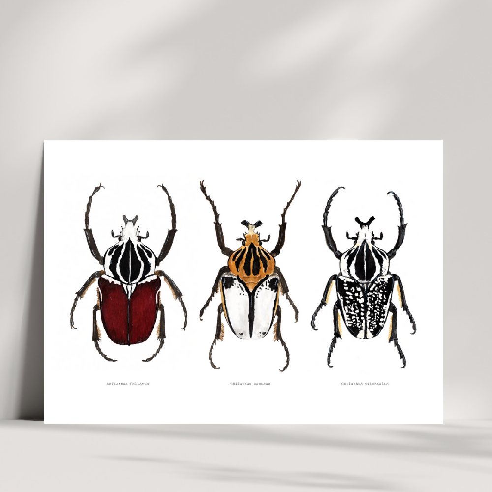 art print - the fauna series - goliath beetle trio