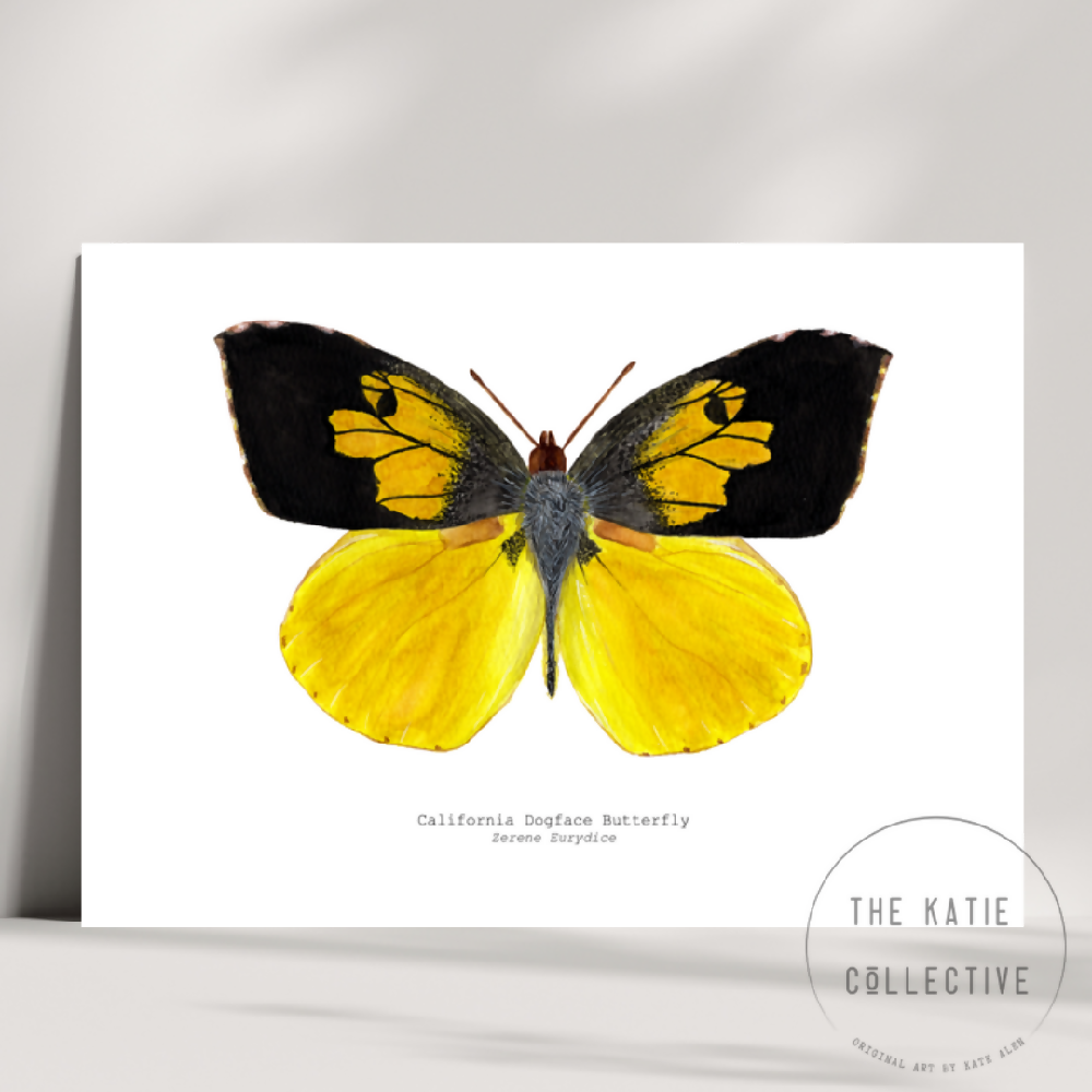 the katie collective - california dogface butterfly
