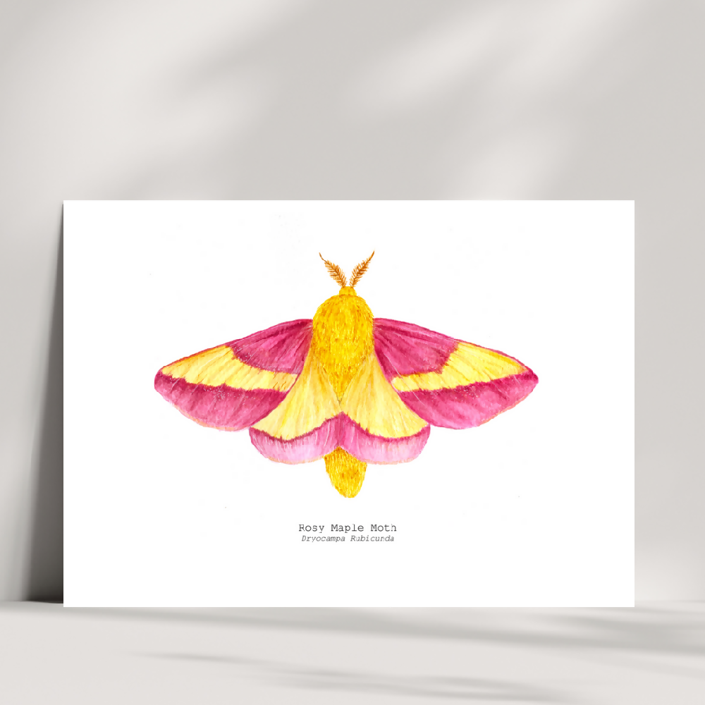 art print - the fauna series - rosy maple moth