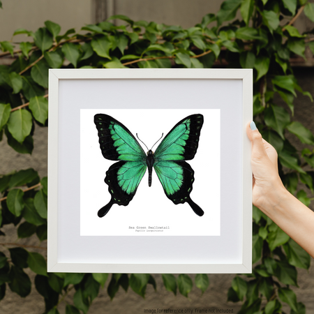 Watercolour Art Print - The Insect Series - 'Sea Green Swallowtail Butterfly'