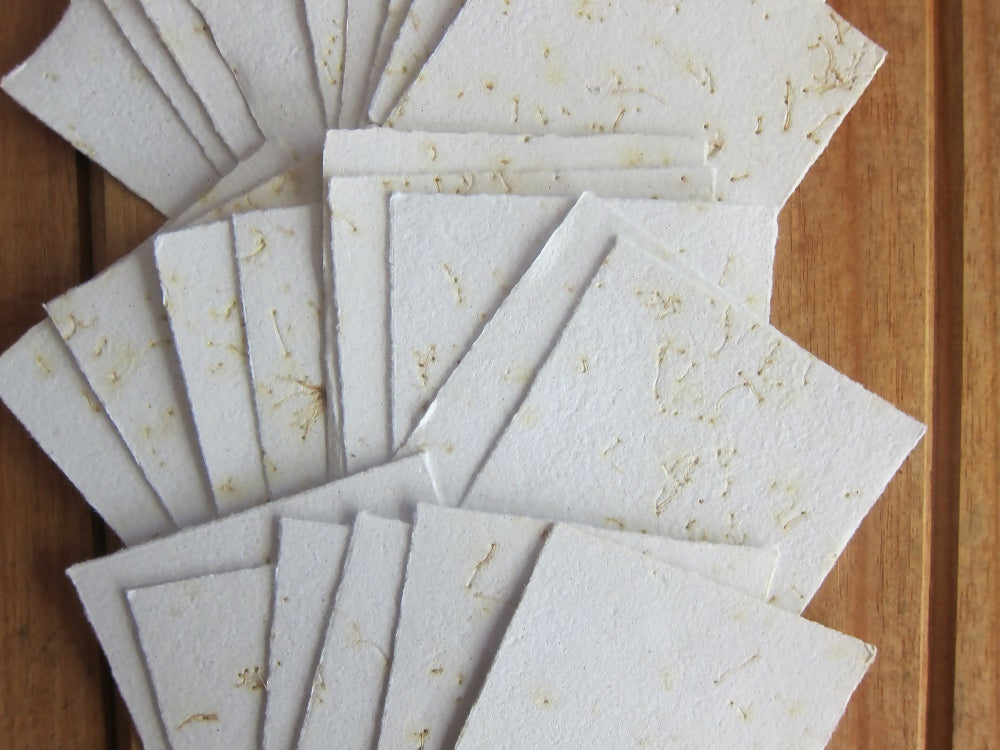 eucalyptus blossom 4