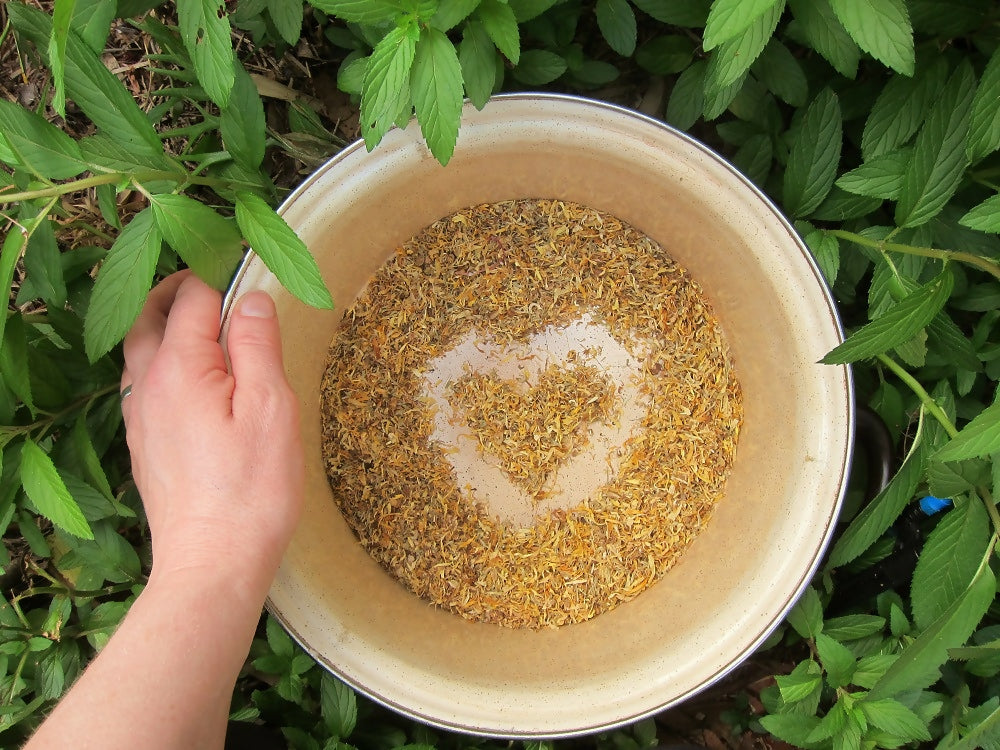 calendula petal pic 1