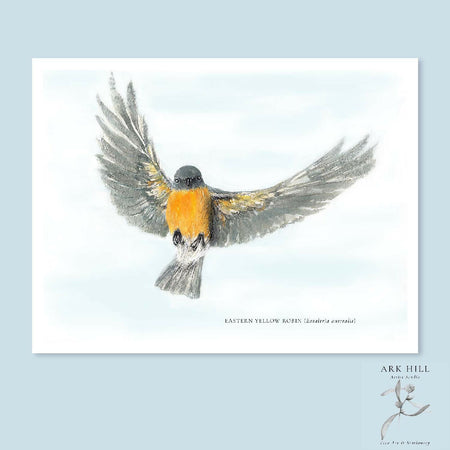 Eastern Yellow Robin - Australian Tiny Birds Series