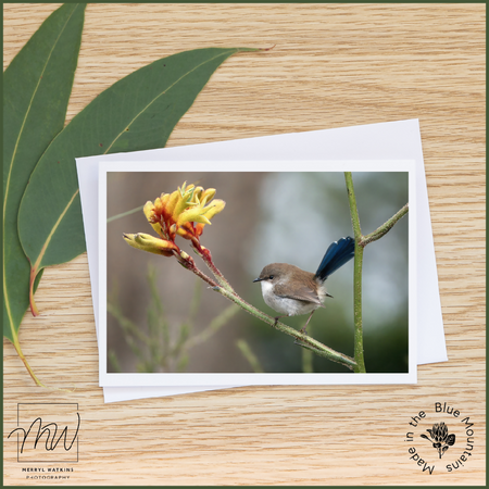 Blank Greeting Card - Male Superb Fairy-wren in a Kangaroo Paw Photo