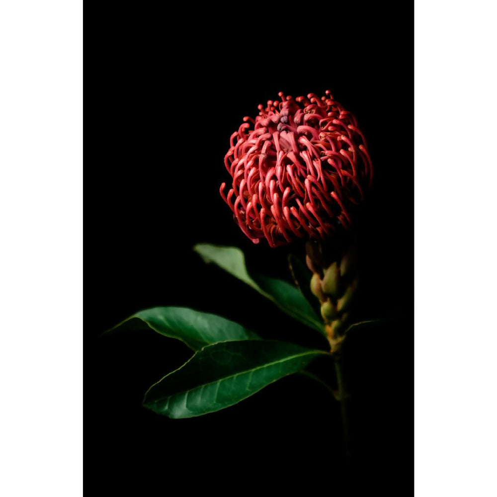 Australian native flower red waratah