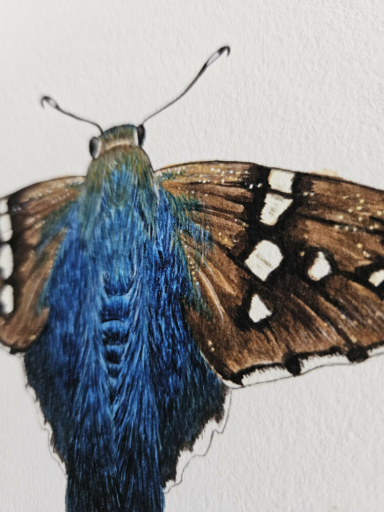 the fauna series - long-tailed skipper butterfly