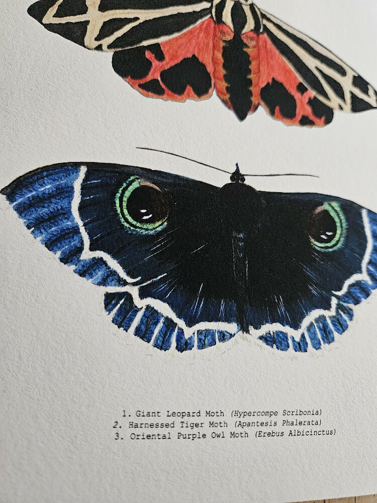 fauna series - moth trio