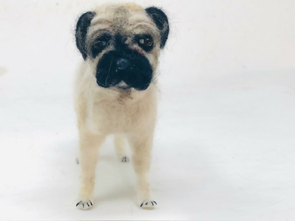 pug
