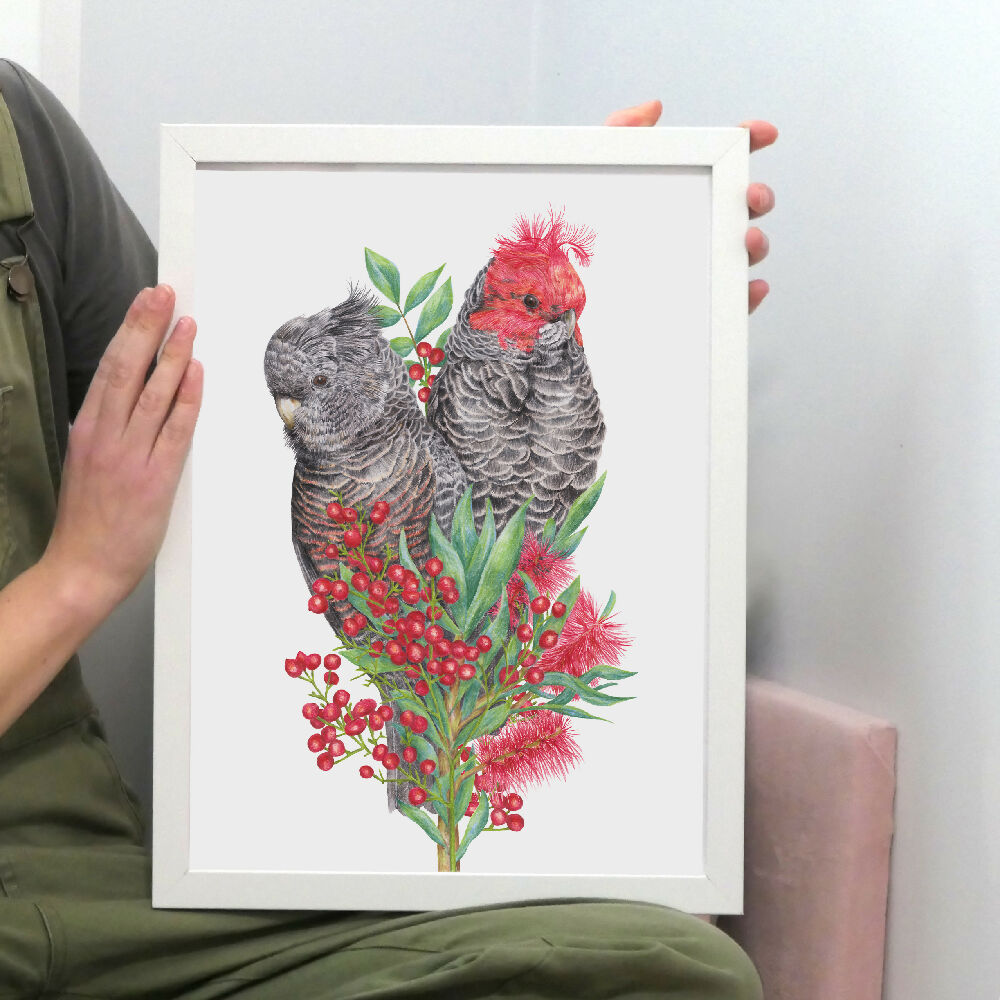 A4 art print of a couple of Gang-gang Cockatoos amongst native Australian flowers, by Australian bird artist Kayla Reay.