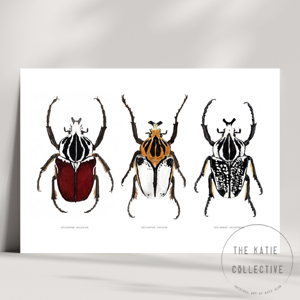 the katie collective - goliath beetle trio