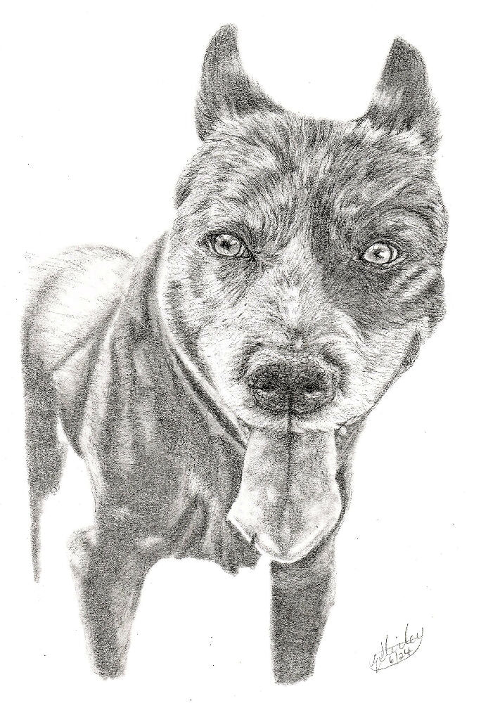 Graphite Pet Portrait A5