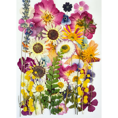 Pressed Edible Flower Seasonal Mix