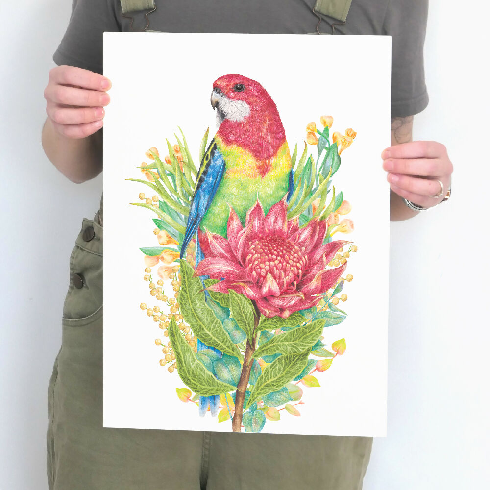 A4 art print of an Eastern Rosella with a waratah flower, by Australian bird artist Kayla Reay.