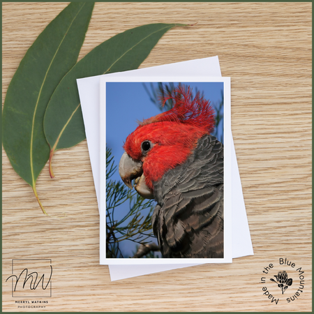 Blank Greeting Card - Male Gang-gang Photo