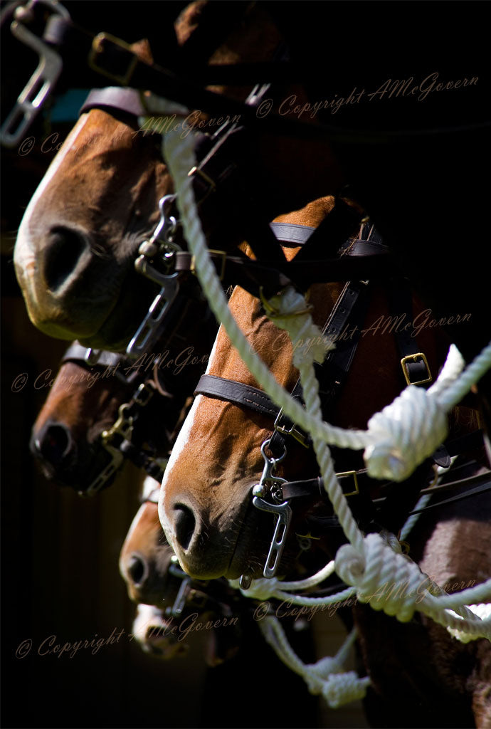 "Australian Light Horse" Photographic Print | Wall Art