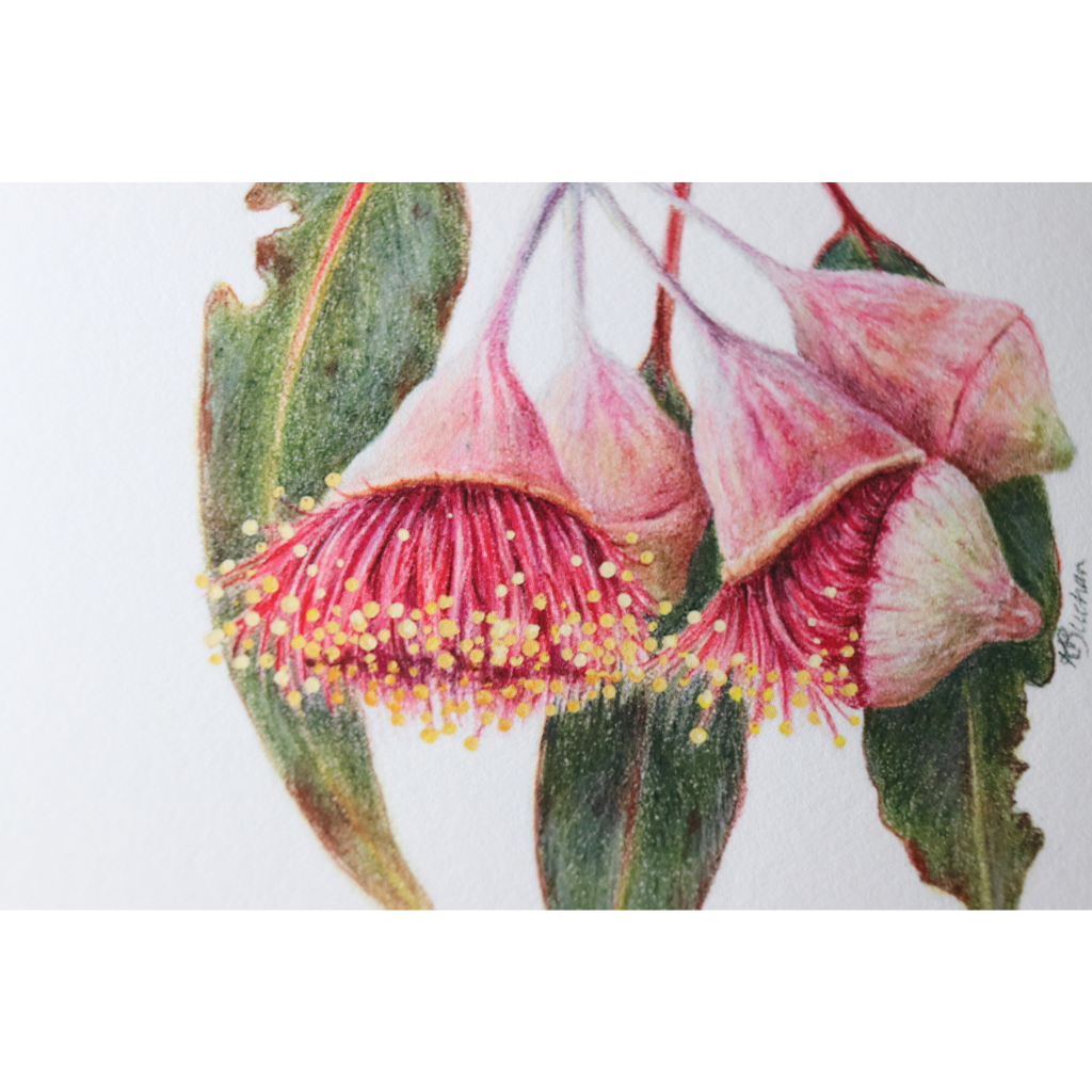 Eucalyptus Flowers | Gum Blossom | Australian Wildflowers Art Print