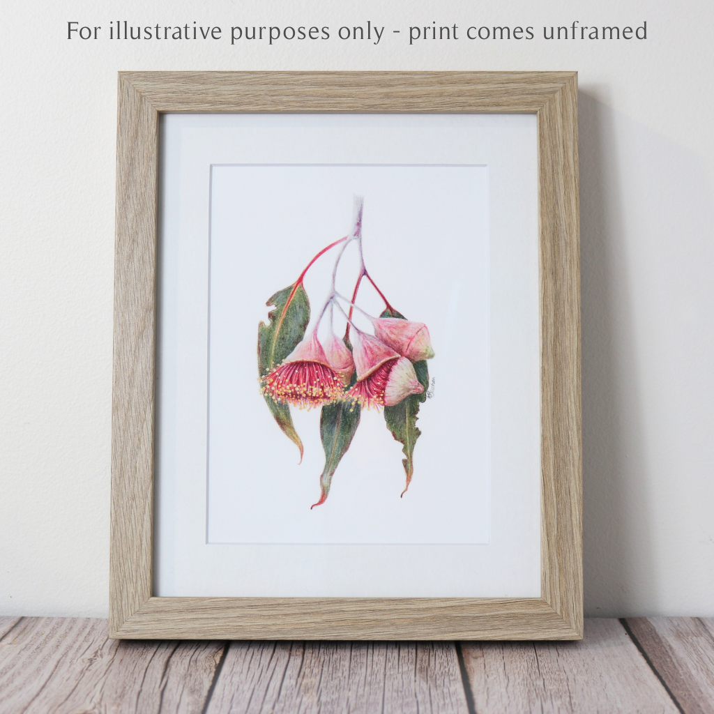 Eucalyptus Flowers | Gum Blossom | Australian Wildflowers Art Print