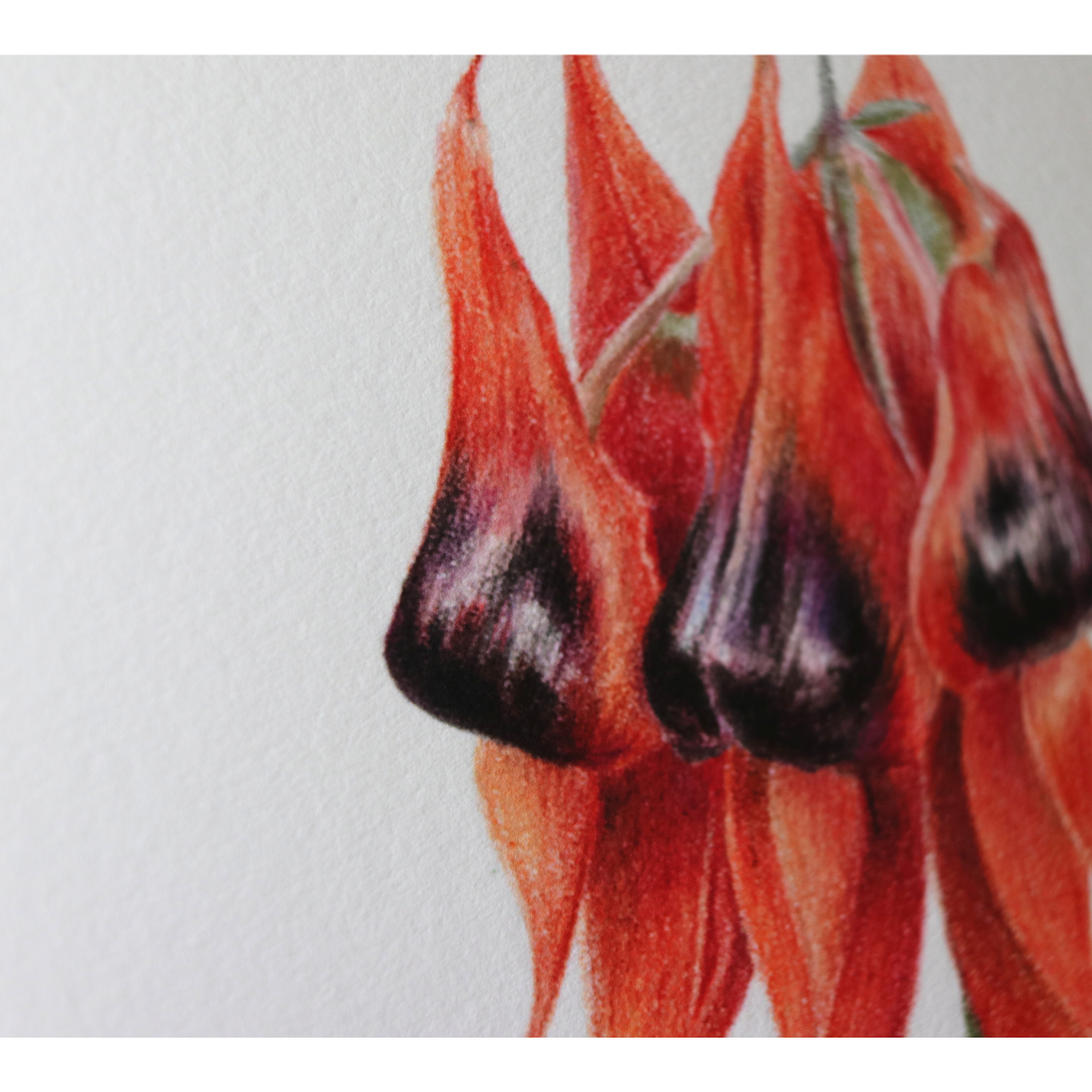Sturt's Desert Pea | Australian Wildflowers Art Print