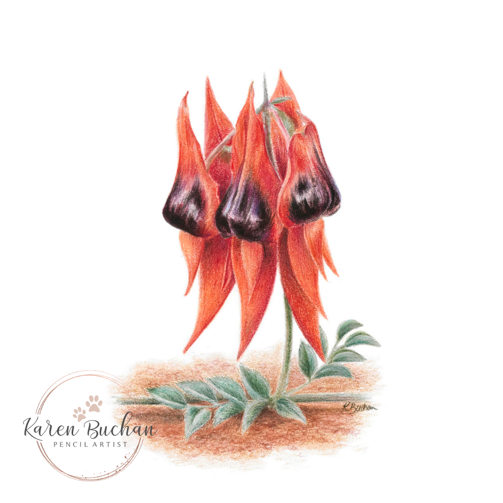 Sturt's Desert Pea | Australian Wildflowers Art Print