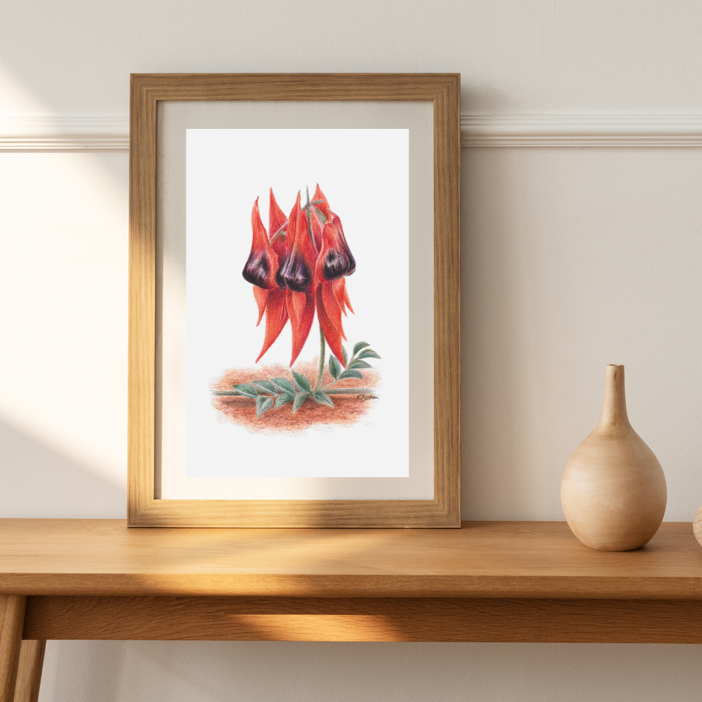 Sturt's Desert Pea | Australian Wildflowers Art Print
