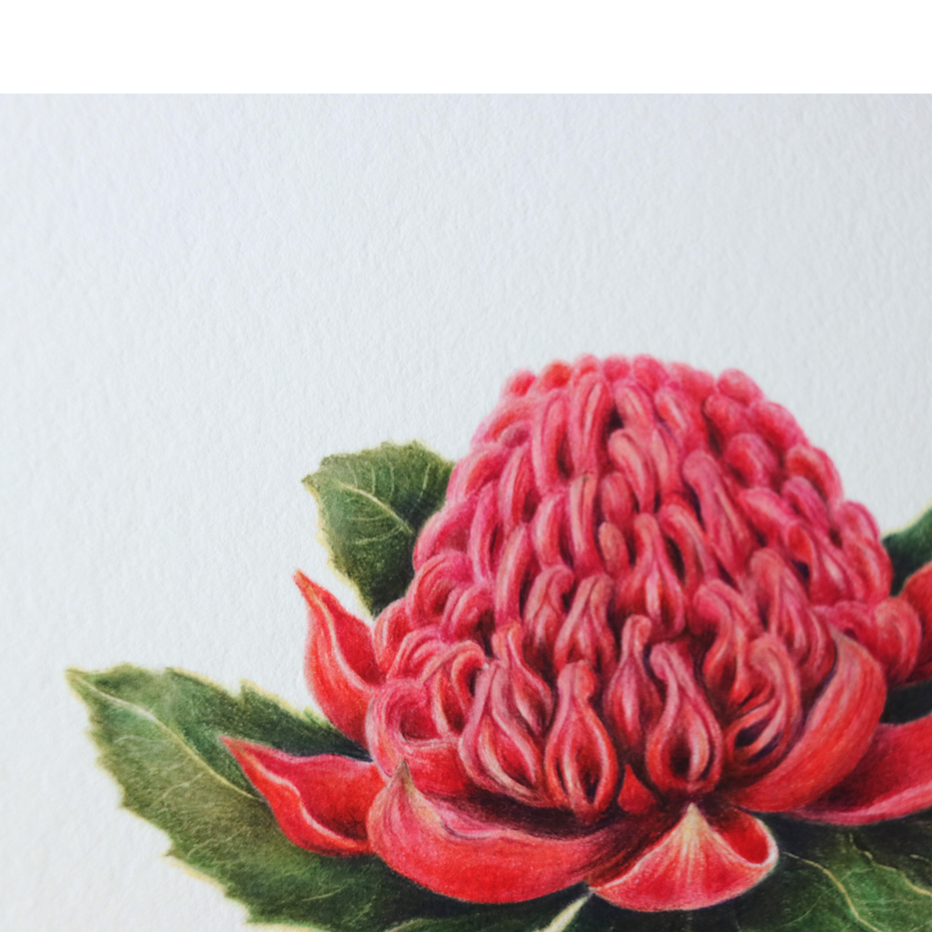 Waratah | Australian Wildflowers Art Print