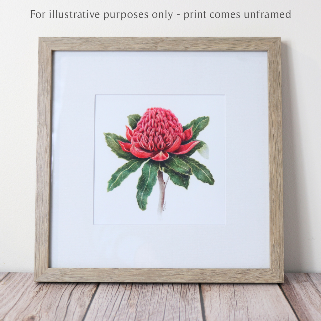 Waratah | Australian Wildflowers Art Print