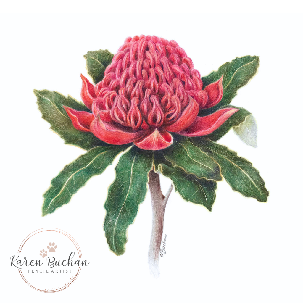 Waratah | Australian Wildflowers Art Print