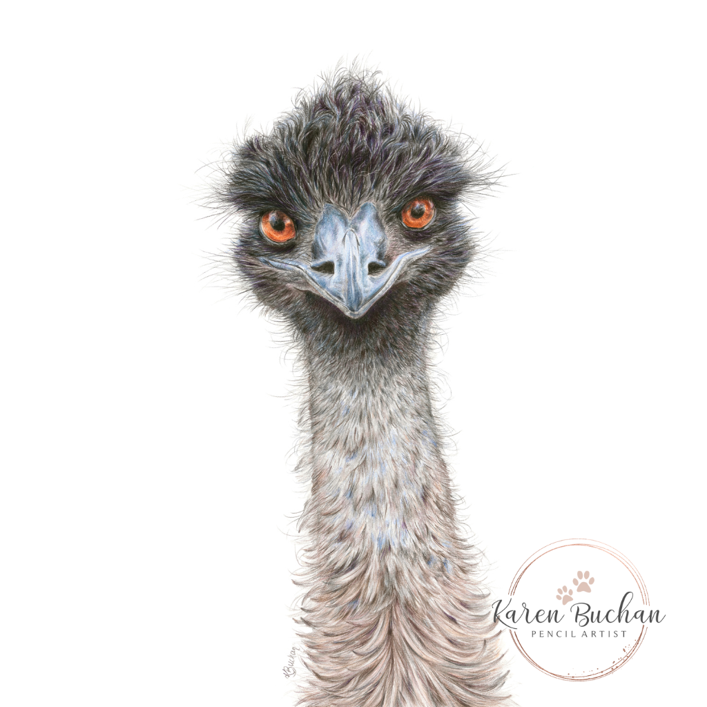 Emu | Blank Greeting Card | Australian Wildlife | Recycled
