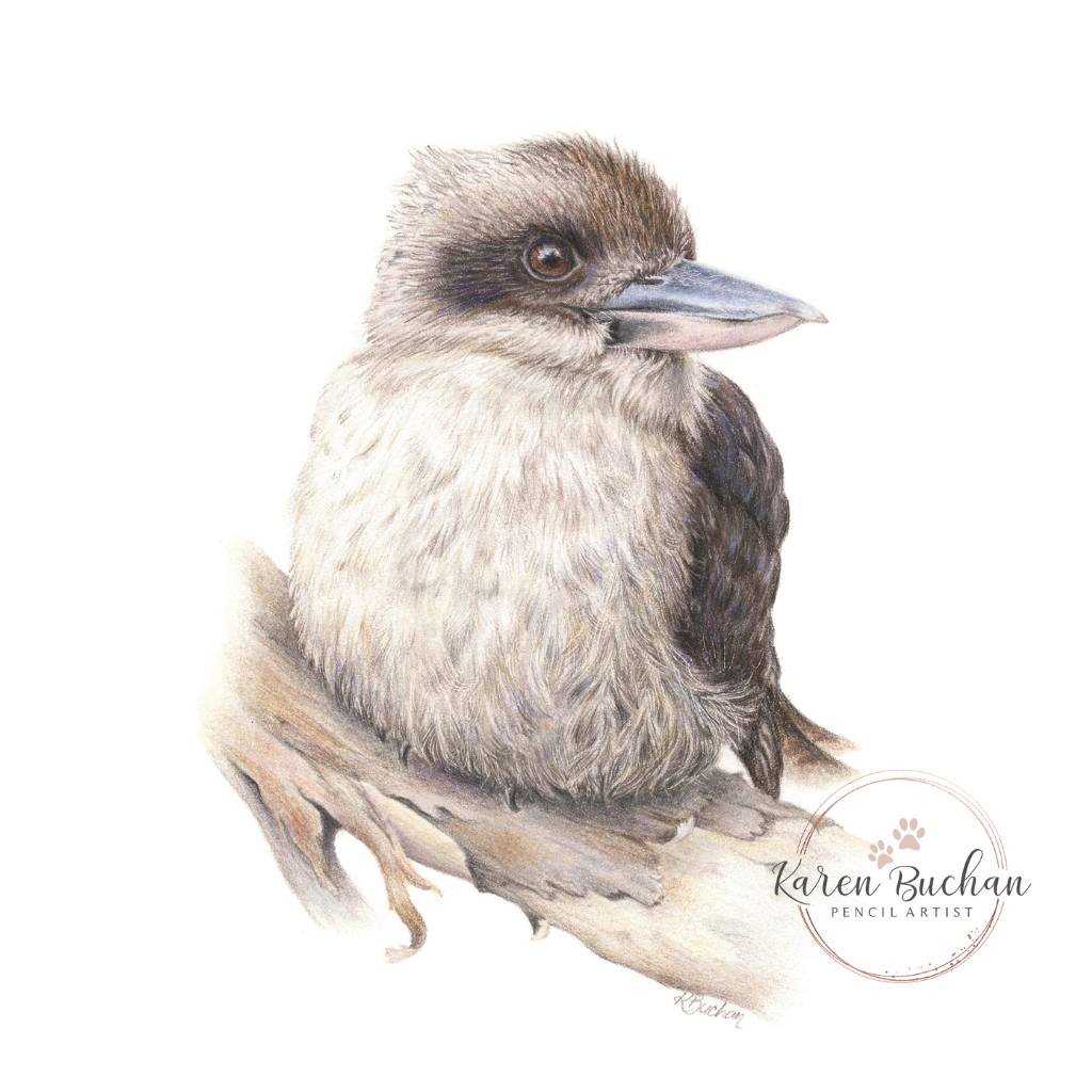 Kookaburra | Blank Greeting Card | Australian Wildlife | Recycled