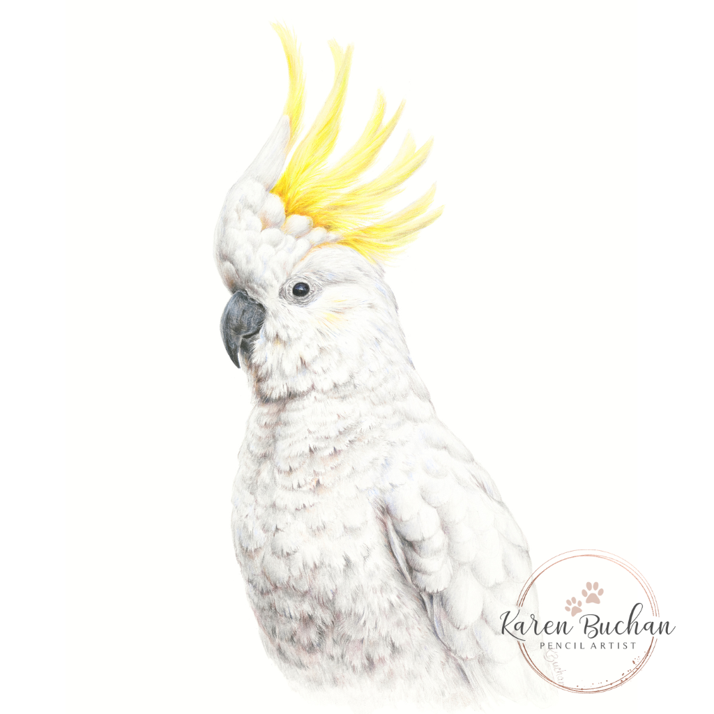 Sulphur-crested Cockatoo | Blank Greeting Card | Australian Wildlife | Recycled