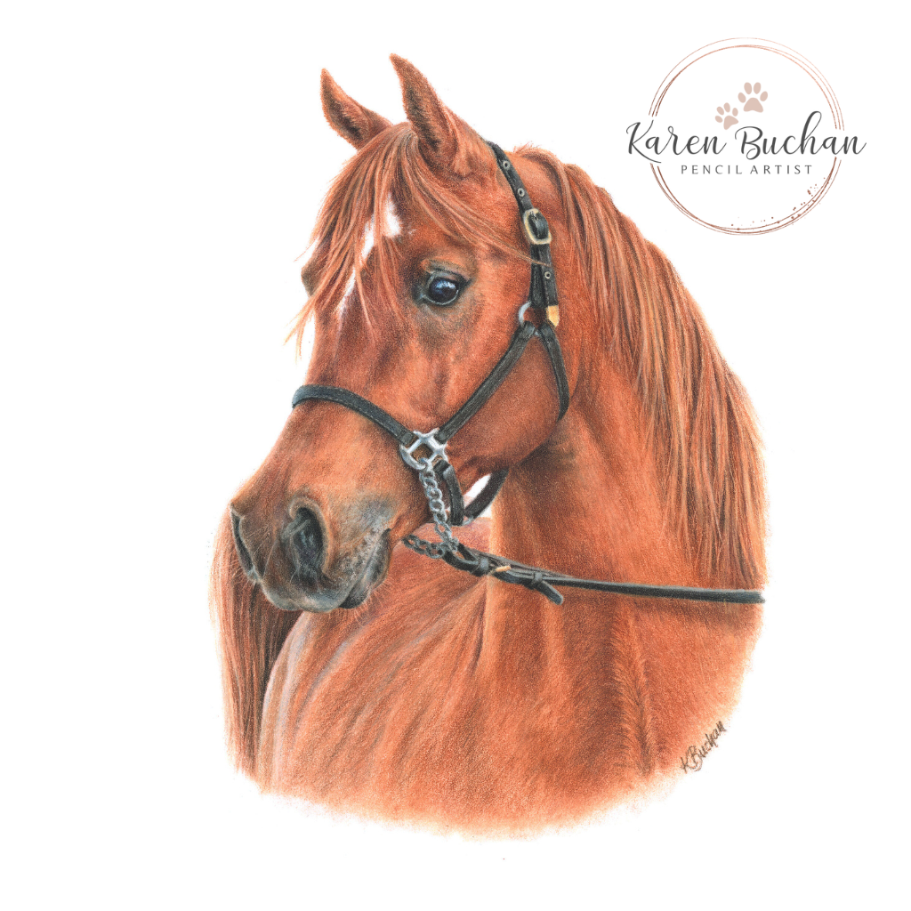 Arabian Horse | Horse Portrait | Art Print