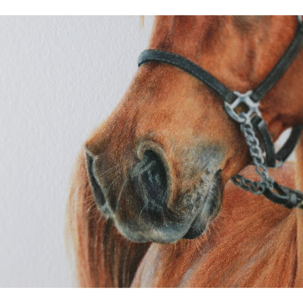 Arabian Horse | Horse Portrait | Art Print