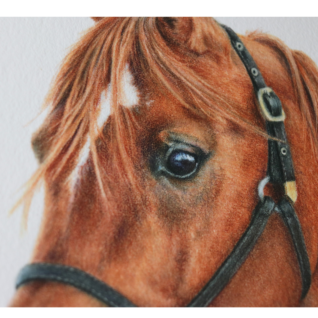 Arabian Horse | Horse Portrait | Art Print