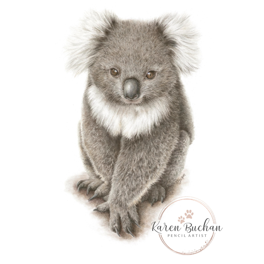 Koala | Australian Wildlife Art Print