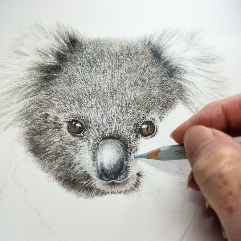Koala | Australian Wildlife Art Print