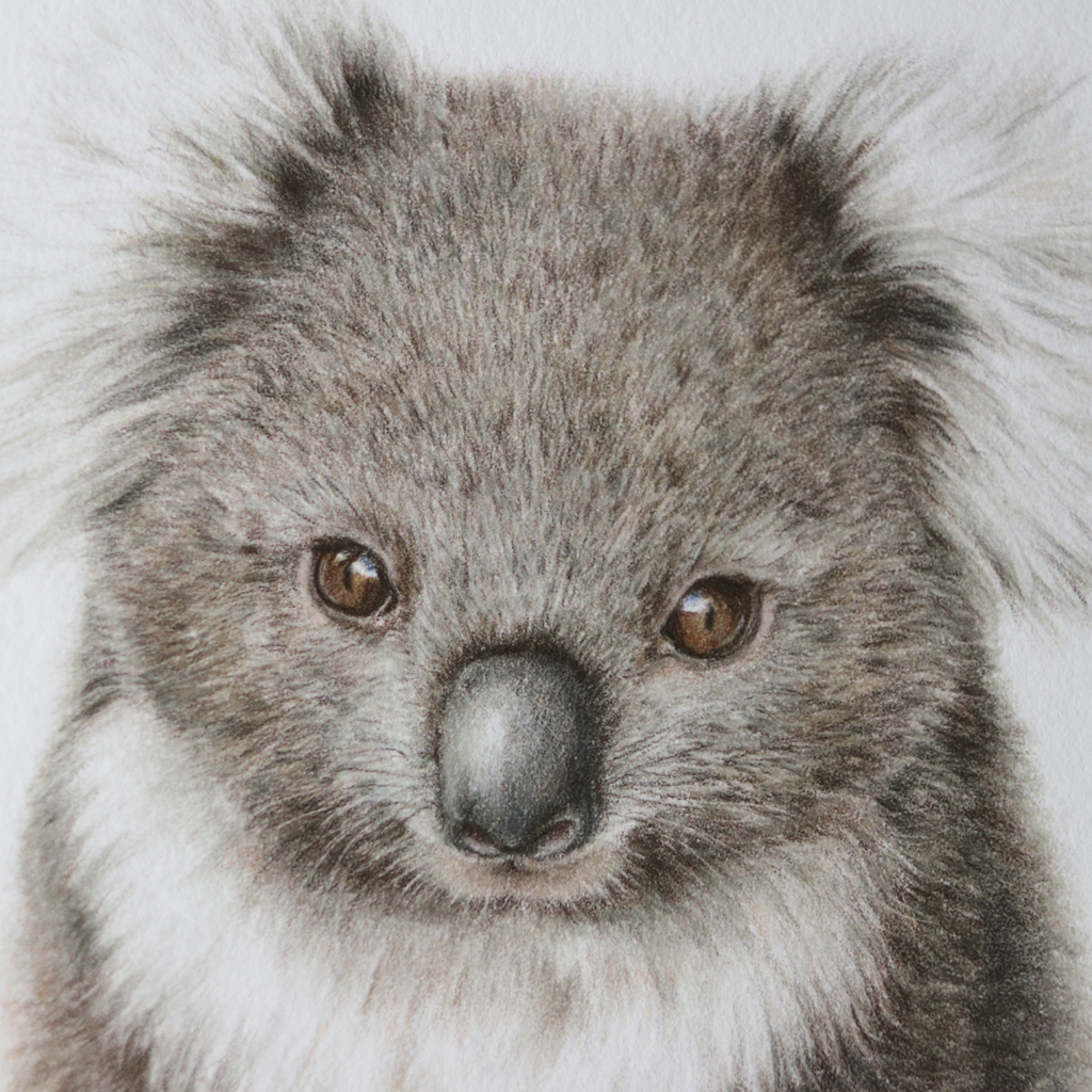 Koala | Australian Wildlife Art Print