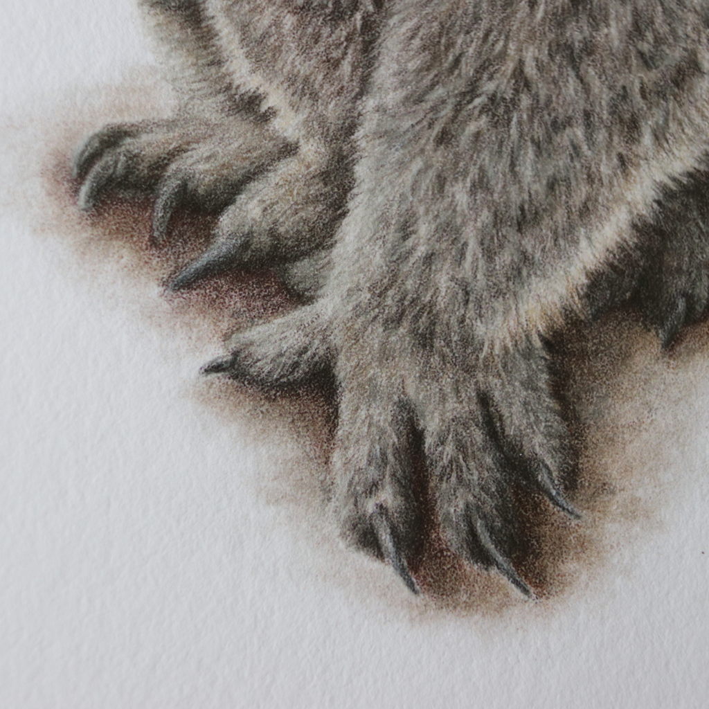 Koala | Australian Wildlife Art Print