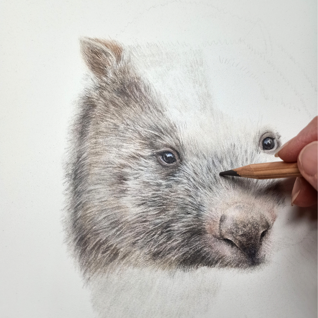 Wombat | Australian Wildlife Art Print