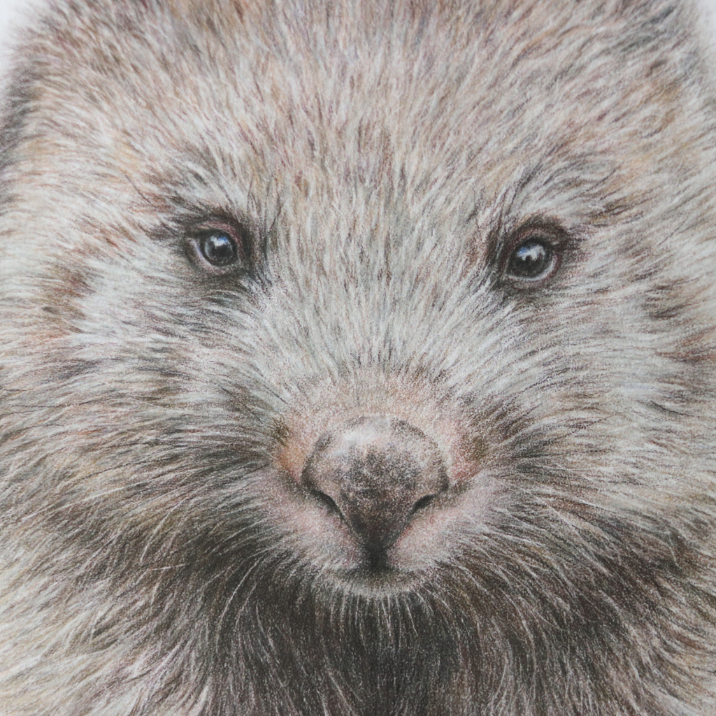 Wombat | Australian Wildlife Art Print